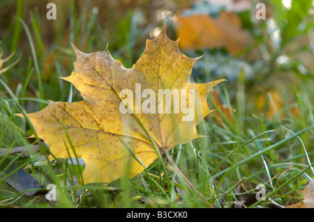 Norvegia maple leaf (Acer planoides), close up Foto Stock