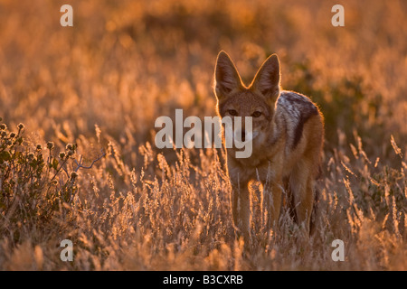 Africa, Botswana, nero-backed Jackal (Canis mesomelas) Foto Stock