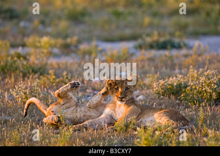 Africa, Botswana, Lion cubs (Panthera leo) Foto Stock