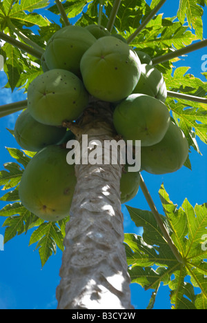 La maturazione papaya su albero nel Queensland Australia Foto Stock