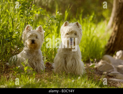 Due West Highland White Terrier all'aperto Foto Stock