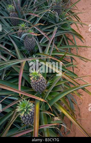 Ananassi crescente nel Queensland Australia Foto Stock