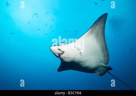 Isole Galapagos, Ecuador, raggio di aquila chiazzato (Aeobatus narinari), nuoto Foto Stock