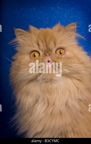 Rosso gatto persiano ritratto su sfondo blu Foto Stock