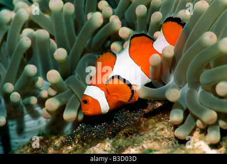 Western clown anemonefish Amphiprion ocellaris tendente eyed uova Bunaken Sulawesi Indonesia Foto Stock