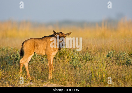 Africa, Botswana, gnu calf Connochaetes taurinus) Foto Stock