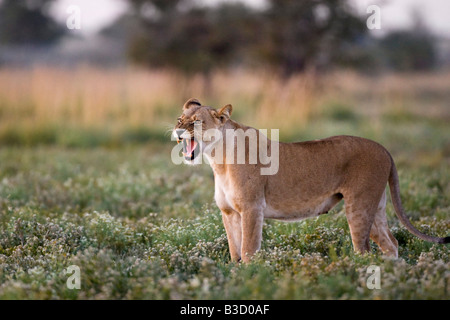 Africa, Botswana, Leonessa (Panthera leo) roaring Foto Stock