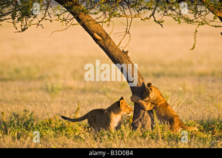 Africa, Botswana, Lion cubs (Panthera leo) Foto Stock