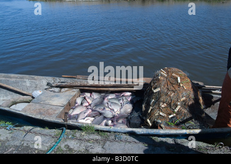 Orate di Abramis brama di catture di pesce di lago pesce nelle acque fangose Foto Stock