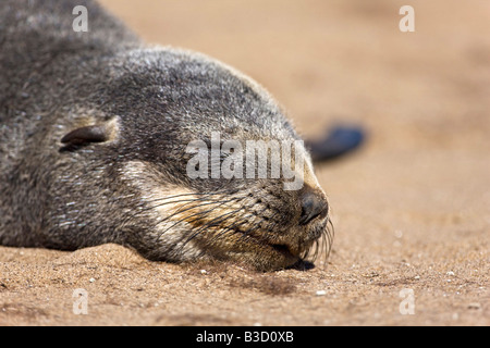 Sud Africa, Cape Cross, Capo pelliccia sigillo (Arctocephalus pusillus), close up Foto Stock