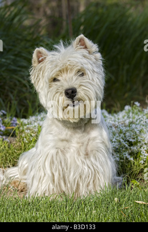 West Highland White Terrier all'aperto Foto Stock