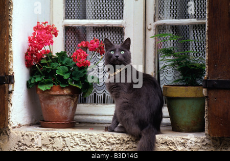 Gatto nero seduto su un davanzale Foto Stock