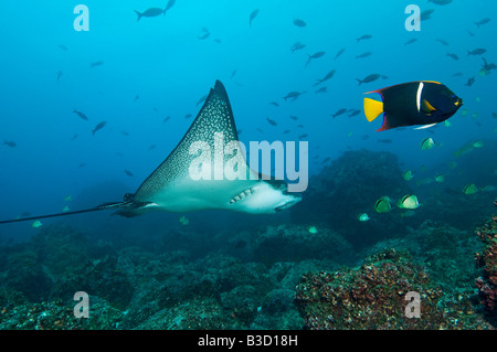 Isole Galapagos, Ecuador, raggio di aquila chiazzato Foto Stock