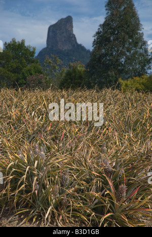 Ananassi crescente nel Queensland Australia contro uno sfondo di The Glasshouse Mountains Foto Stock