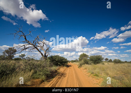 Africa, Botswana,via attraverso il deserto Kalahari Foto Stock