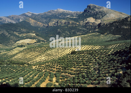 Vista dal pass Puerto de Tiscar vicino a Quesada, oliveti in Sierra Segura Andalusia Jaen Provincia Spagna Foto Stock