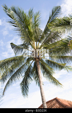 Asia Indonesia Bali, Palm tree Foto Stock