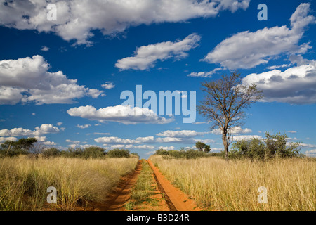 Africa, Botswana,via attraverso il deserto Kalahari Foto Stock