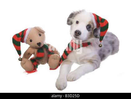 Carino il Natale in miniatura pastore australiano cucciolo con orsacchiotto di peluche che indossa un cappello e sciarpa isolati su sfondo bianco Foto Stock