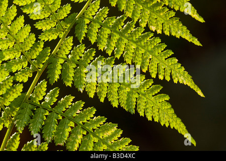 Hays-cented Fern (Dennstaedtia punctilobula) Foto Stock