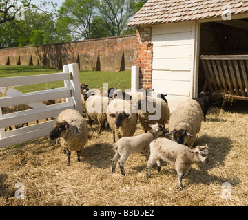 Washington DC, Stati Uniti d'America George Washington storica tenuta di Mount Vernon il suo preferito razza di Hog Island pecore. Foto Stock