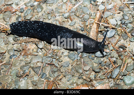 Nero europeo slug Arion ater Foto Stock