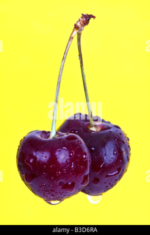 Due fresco umido amarene contro uno sfondo giallo Foto Stock