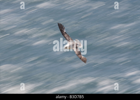 Fulmar in volo REGNO UNITO Foto Stock