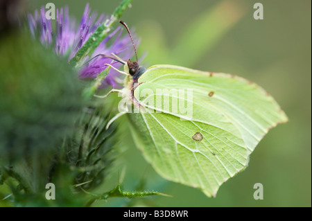 Gonepteryx rhamni. Brimstone butterfly alimentazione su un thistle. Regno Unito Foto Stock