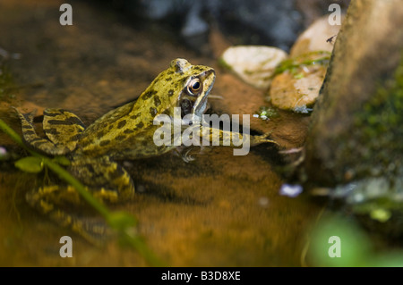 Un maschio di Rana comune Rana temporaria in acqua fresca wildlife pond. Foto Stock