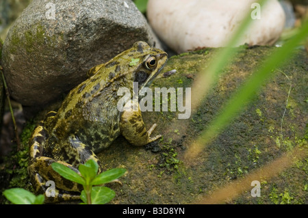 Una femmina di rana comune Rana temporaria in una fauna freshwater​ stagno Foto Stock