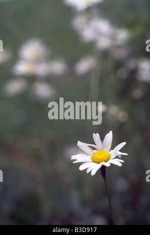 Daisy comune Bellis specie Foto Stock