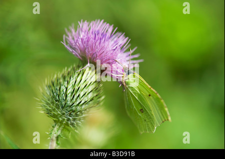 Gonepteryx rhamni. Brimstone butterfly alimentazione su un thistle. Regno Unito Foto Stock