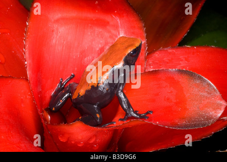 Poison dart (rana Dendrobates galactonotus), Brasile Foto Stock