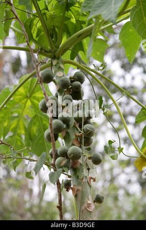 Papaia Carica papaya, Uxmal Area Archeologica, Uxmal, Penisola dello Yucatan, Messico Foto Stock