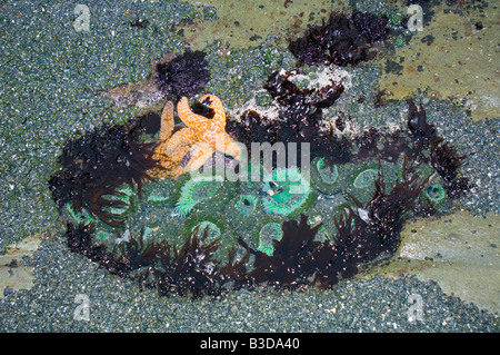 Tidepool a bassa marea che mostra gigante anemoni verde ocra e stelle di mare Foto Stock