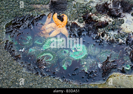 Tidepool a bassa marea che mostra gigante anemoni verde ocra e stelle di mare Foto Stock