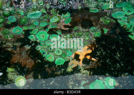 Tidepool a bassa marea che mostra gigante anemoni verde ocra e stelle di mare Foto Stock