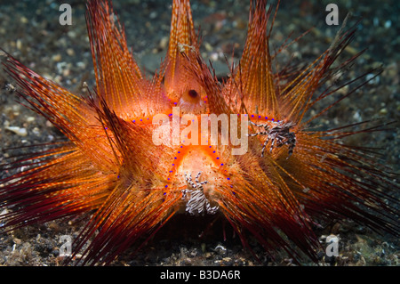 Scugnizzo granchi Zebrida adamsii coppia su un falso fire urchin Astropyga radiata Foto Stock