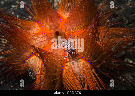 Scugnizzo granchi Zebrida adamsii coppia su un falso fire urchin Astropyga radiata Foto Stock