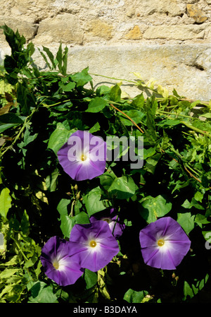 Giardino mattutino con fiori gloriosi (Ipomoea indica) e muro di pietra intemprato. Una vecchia parete. Foto Stock