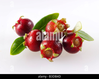 Ugni molinae biologico o Turcz ancora vita su fondo bianco per taglio Foto Stock