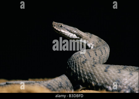 Aspic di vipere Ritratto di vipera comune Francia azioni azione adulti adulti da soli vipera comune Vipera aspis Asp vipere Vipera aspis contare Foto Stock