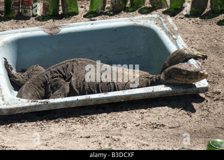 Monitor Lizard seduta in una vasca a caldo fino al sole Foto Stock