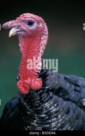 Dindon domestico maschio Turchia Meleagris gallopavo animale adulto animale animali familiari ritratto animali uccelli Uccelli di animali da azienda a azienda agricola Foto Stock