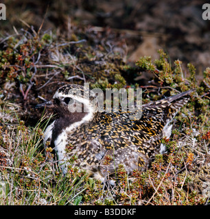 Pluvier dore Goldregenpfeifer Golden Plover Pluvialis apricaria l'allevamento di animali maschi Aves uccelli Brueten Brutzeit Charadriidae C Foto Stock