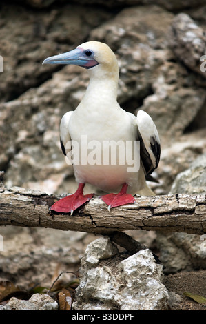 Rosso-footed Booby, Sula sula rubripes su un ramo di albero, Isola di Natale in Australia Foto Stock