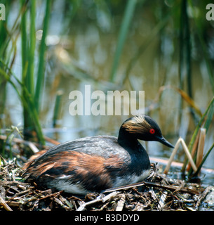 Svasso un cou noir Schwarzhalstaucher collo nero svasso Podiceps nigricollis su nest Africa Afrika animali Asia Asien uccelli Aves Foto Stock