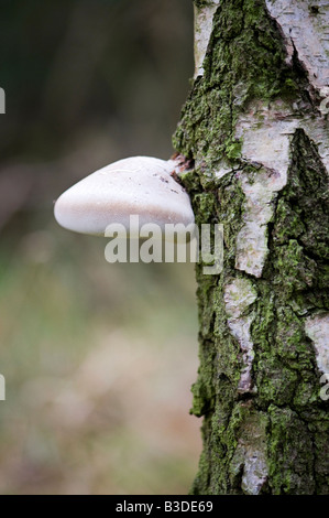 Piptoporus betulinus. Staffa di betulla funghi su un argento betulla tronco di albero. Regno Unito Foto Stock