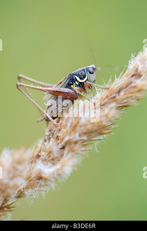 Metrioptera roeselii. Roesels bush-cricket su erba bagnata con fiore Foto Stock